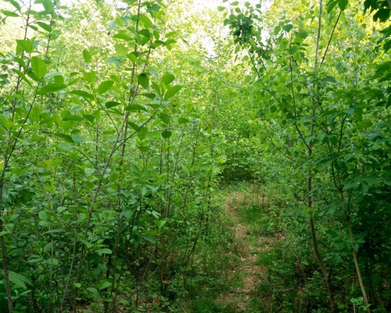 La méthode Miyawaki pour la création de micro forêts urbaines Horizon